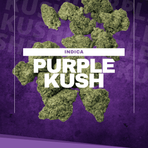 purple kush