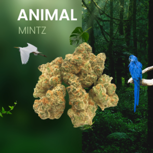 animal mintz